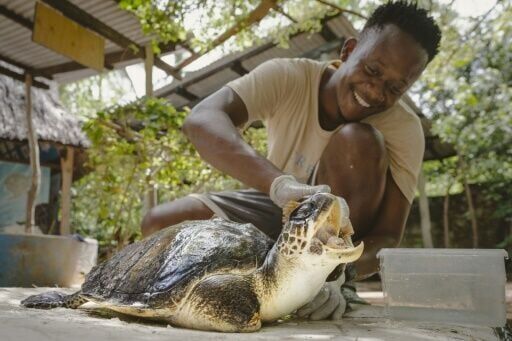 Kenya NGO saves turtles from nets, plastic and rising tides