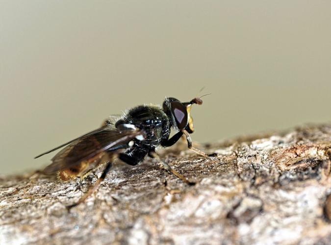 SWNS_RARE_FLIES_005_142806