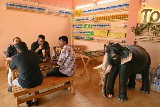 Model behaviour: India's anti-cruelty robot elephants