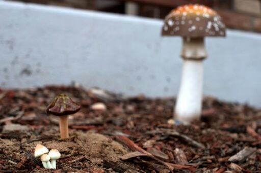 Legalizing magic mushrooms under Trump? Psychedelic fans remain skeptical