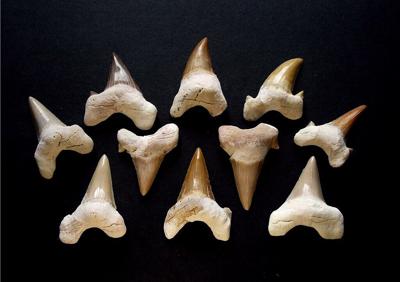 Fossil shark teeth