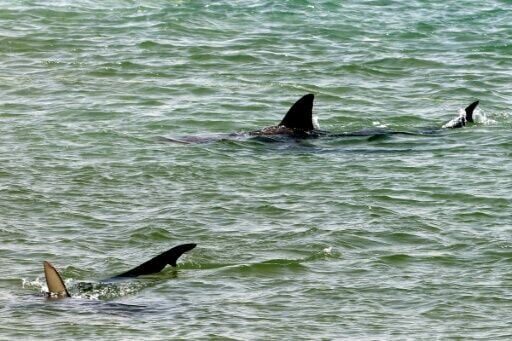'Alpha predator' sharks and humans clash on an Israeli beach
