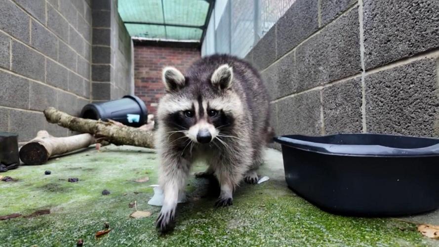 Overweight raccoon rescued after being spotted roaming freely in woman’s garden