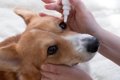 Improved Canine Eyedrops Deliver Antibiotics More Effectively