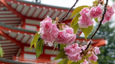 The Roam Report Featured Image - Cherry Blossom Arakurayama Unsplash