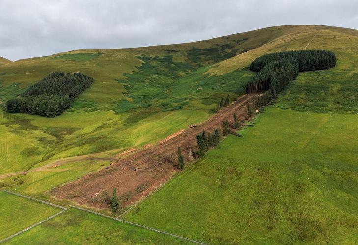 Work has begun to remove a historic woodland affectionally known as “penis wood” – despite thousands of protestors.