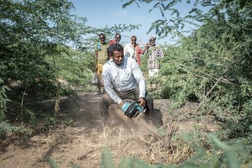 Native to Latin America, the prosopis shrub-like tree has become a nightmare for Ethiopians