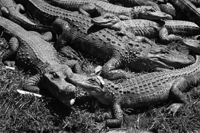 The American alligator has meant many things to Americans, at times prized for its hide, adopted as a mascot and weaponized as a slur.