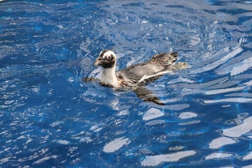 'Critically endangered' African penguins just want peace and food