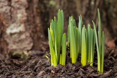 Where, oh where, are my winter bulbs?