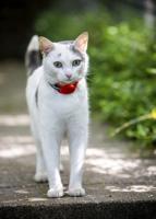 Cat follows ten-year-old owner to school and back every day