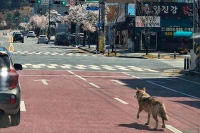 A wolf that escaped from a zoo walks on a road in Daejeon