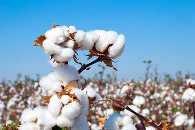 Cotton Crop Hangs in the Balance Amid Political Uncertainty, Production Disruptions