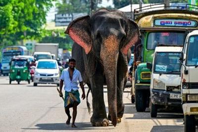 Sri Lanka adjusts train timings to tackle elephant deaths