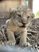 Five rare lion cubs born at zoo hailed as conservation win