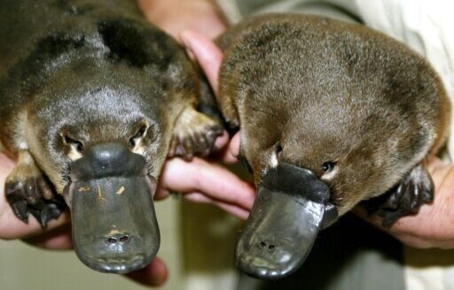 Why does the platypus have melanin structures similar to birds? No one really knows