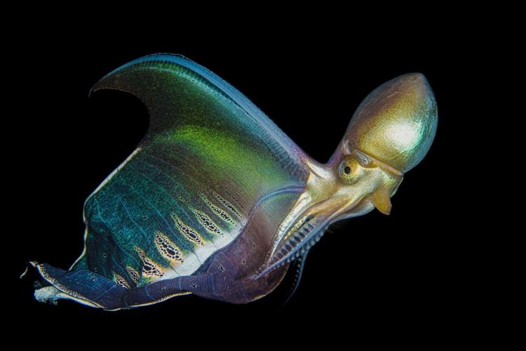Winners of the Underwater Awards Australasia photo contest announced