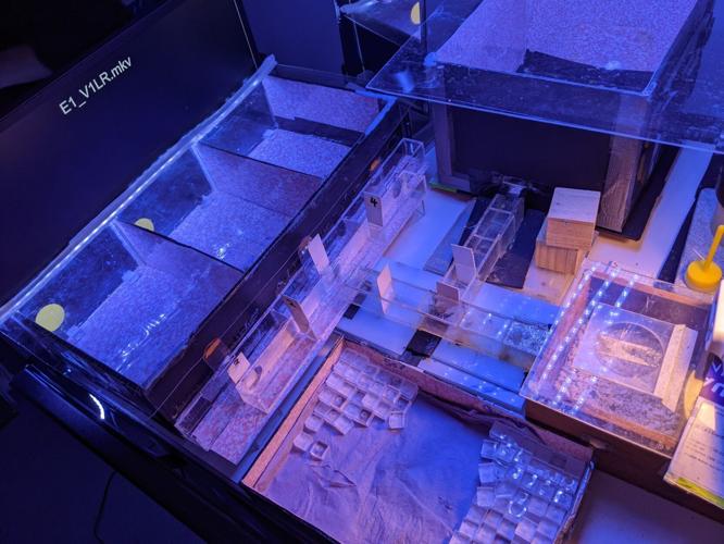 Bumblebees have learnt to read simple Morse code