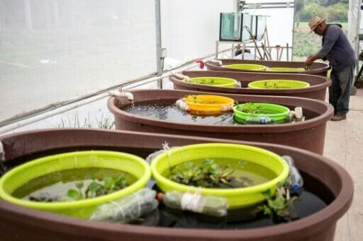 Mexican fishermen join fight to save extraordinary amphibian