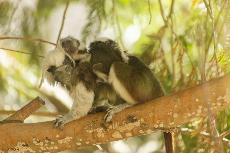 UK zoo celebrates three new primate births in bid to save species from extinction