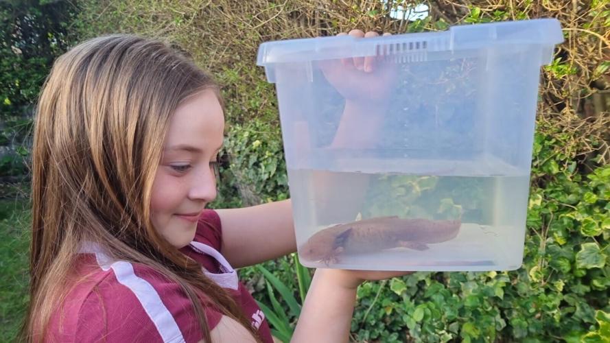 Girl,10, finds endangered Mexican axolotl in Welsh river