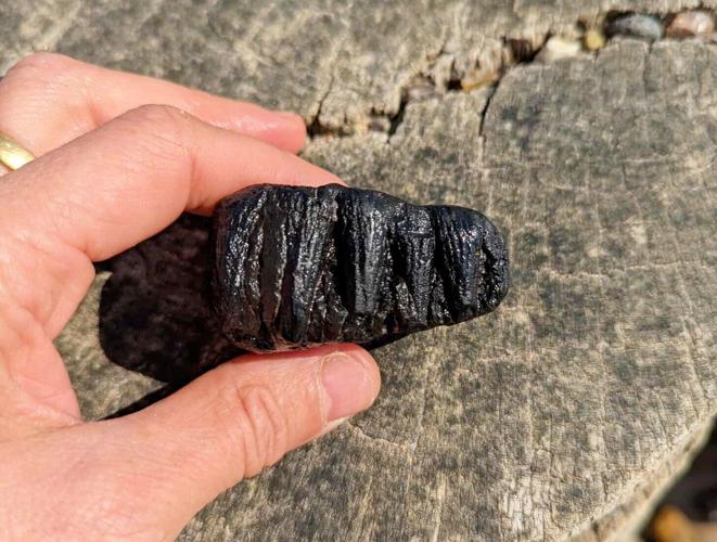 Jogger finds rare 80,000-year-old baby mammoth tooth on morning beach run