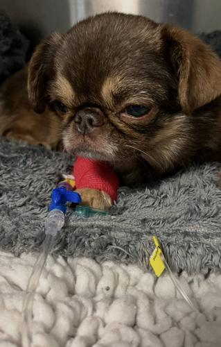 Fans of TikTok famous dog crowdfund £120,000 for his hospital bills