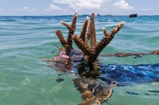 CIM Caribbean Foundation estimates that it has planted 1.5 hectares worth of 20 different coral species
