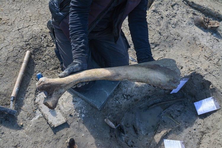 Recently discovered woolly mammoth was likely butchered by Ice Age hunters