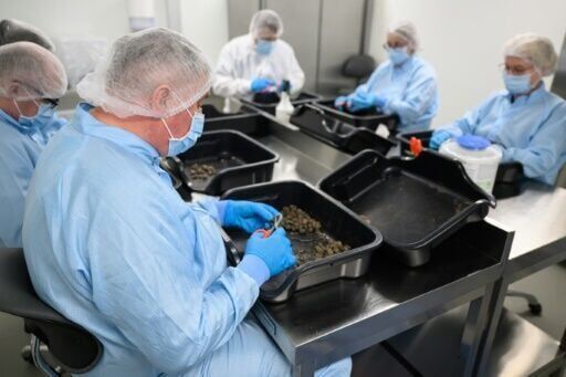 High times for German cannabis firm amid medical boom