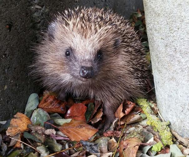 Hedgehog road deaths could be reduced using ultrasound technology, suggests study