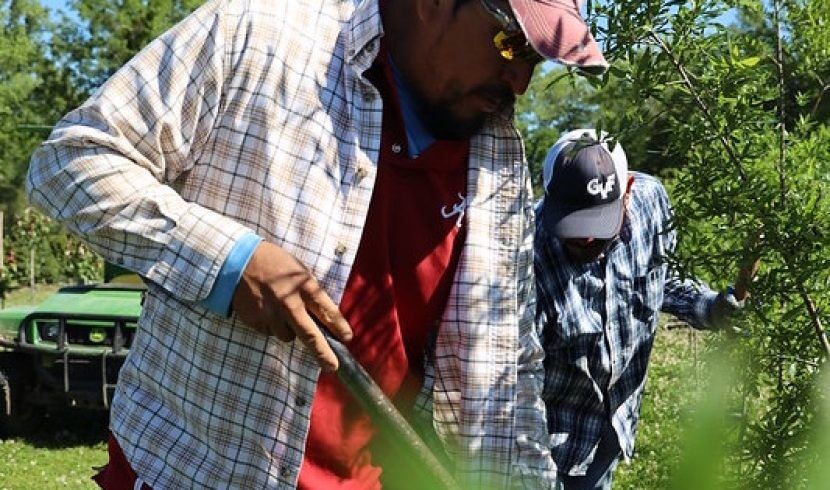 Farm workers 1
