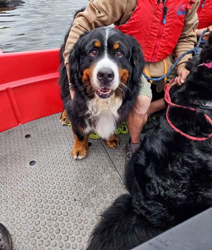 Two mountain dogs rescued after becoming stuck on “UK’s scariest footpath”