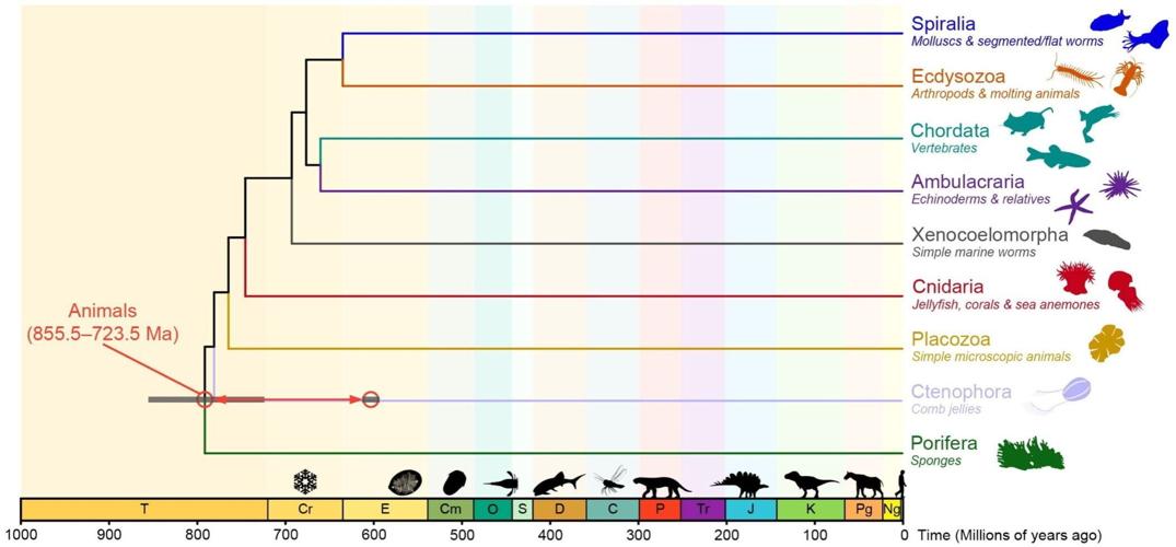 Animals may have evolved 200 million years earlier than fossil evidence suggests