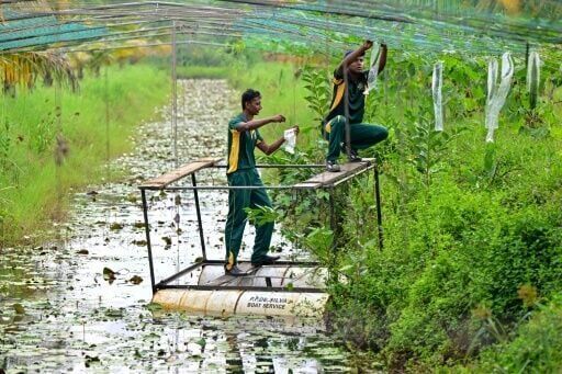 Salt of the earth: Pilot project helping reclaim Sri Lankan farms