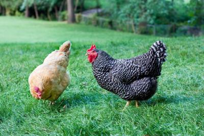 Chickens
