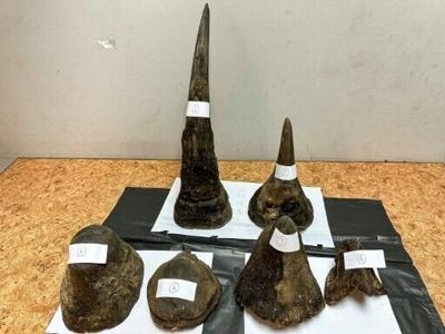 This handout photo taken on February 9, 2026 and released on February 10, 2026 by Thailand's Department of National Parks, Wildlife and Plant Conservation (DNP) shows rhino horns confiscated by customs from a Vietnamese traveler at Suvarnabhumi Internat...