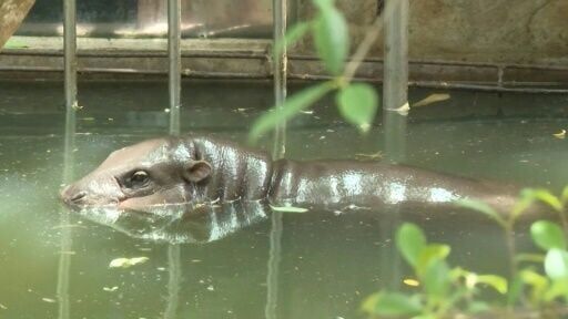 Hippo birthday: Thai internet sensation Moo Deng turns one