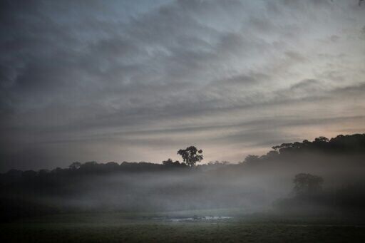 Gabon forest elephant forays into villages spark ire