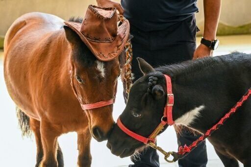 Singapore seniors hoof it to horse therapy