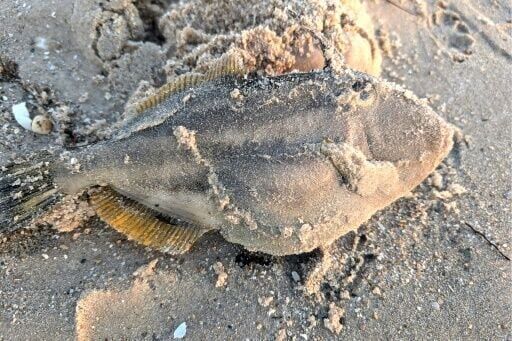 Toxic algae killing marine life off Australian coast