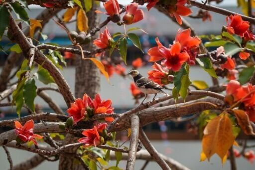 Kapok trees attract large numbers of photographers every spring when their bright red flowers bloom