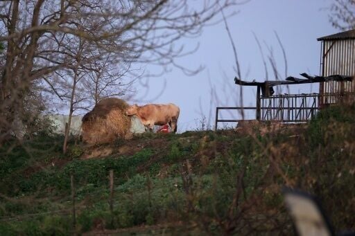 A cow at the farm where there has been an outbreak of lumpy skin disease