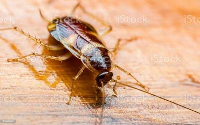 Travel Troubleshooter: It was the "biggest roach I've seen in my life" Should Airbnb refund her stay?