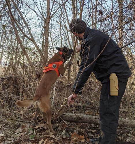 Dogs Can Help Detect, Remove Spotted Lantern Flies