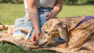 Your dog's microbiome is the secret to good dental health