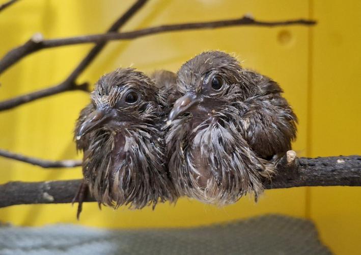 UK zoo experts help hatch three of the world’s rarest birds