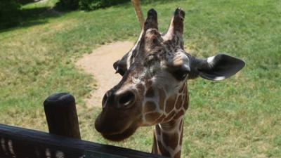The Fort Wayne Zoo Celebrates 60 Years in the Community