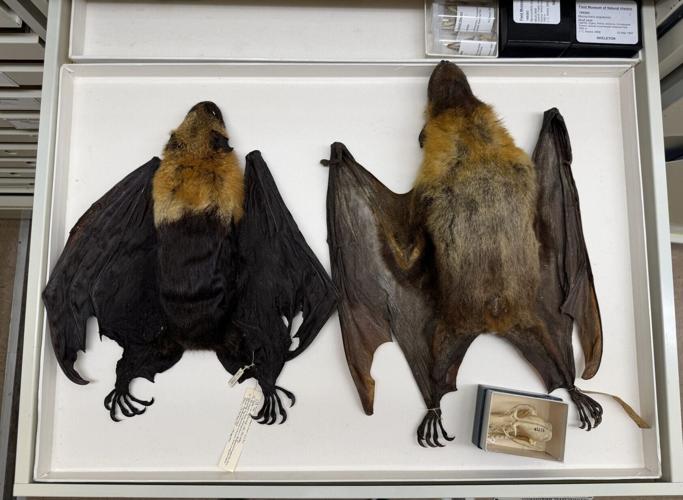 The world’s biggest bats are shrinking, reveals new research