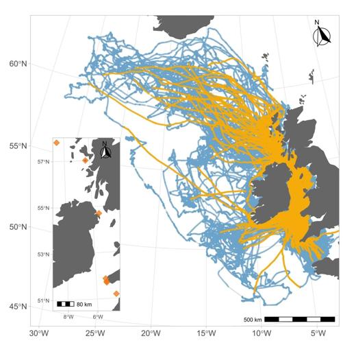 Seabirds can suffer “jet lag” during long flights – causing them to lose their way